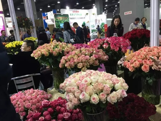 花卉展1.jpg